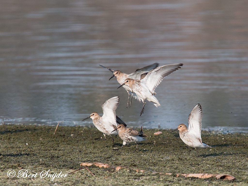 Dunlin Birding Portugal