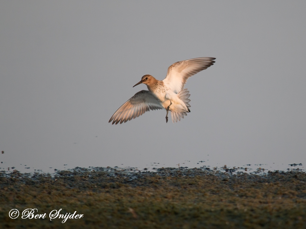 Dunlin Birding Portugal