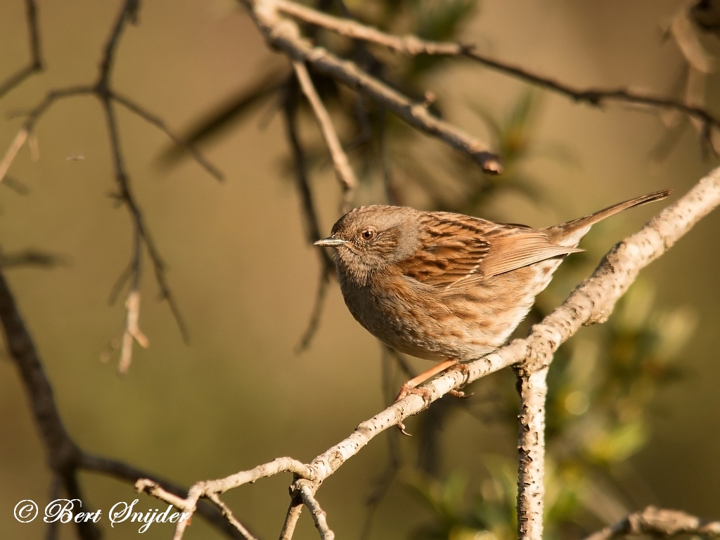 Dunnock Birding Portugal