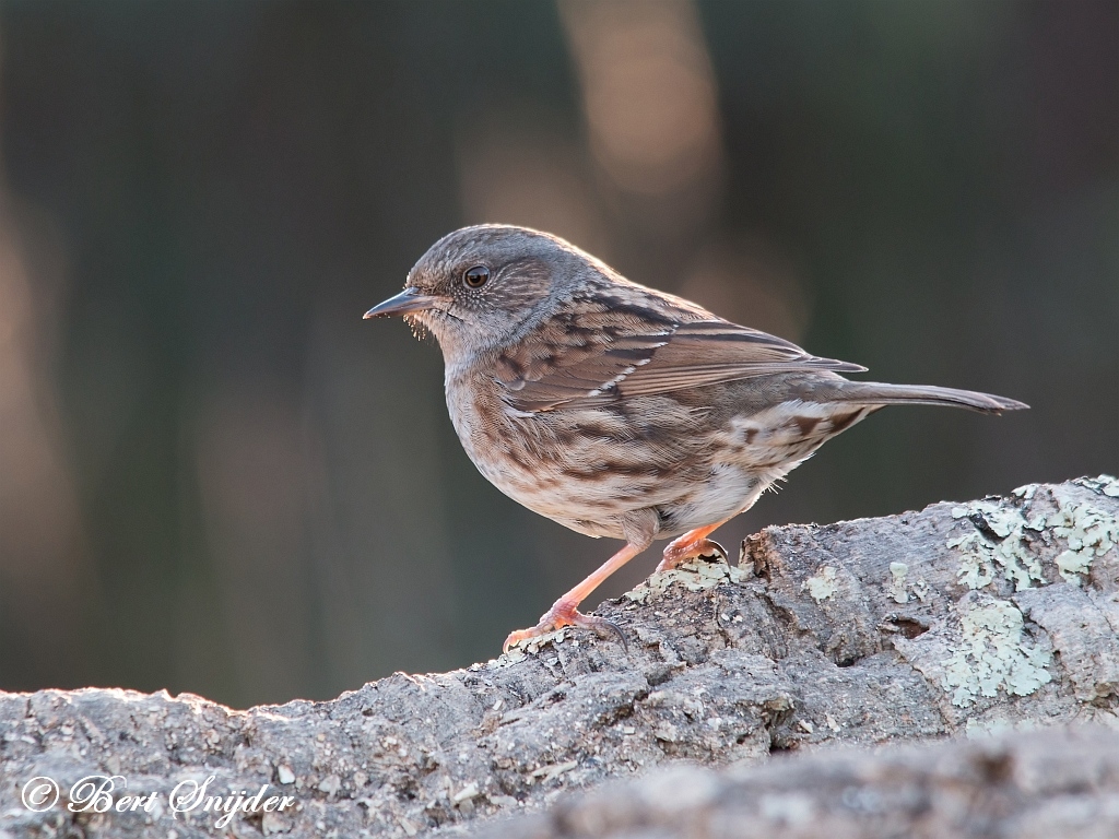 Dunnock Birding Portugal