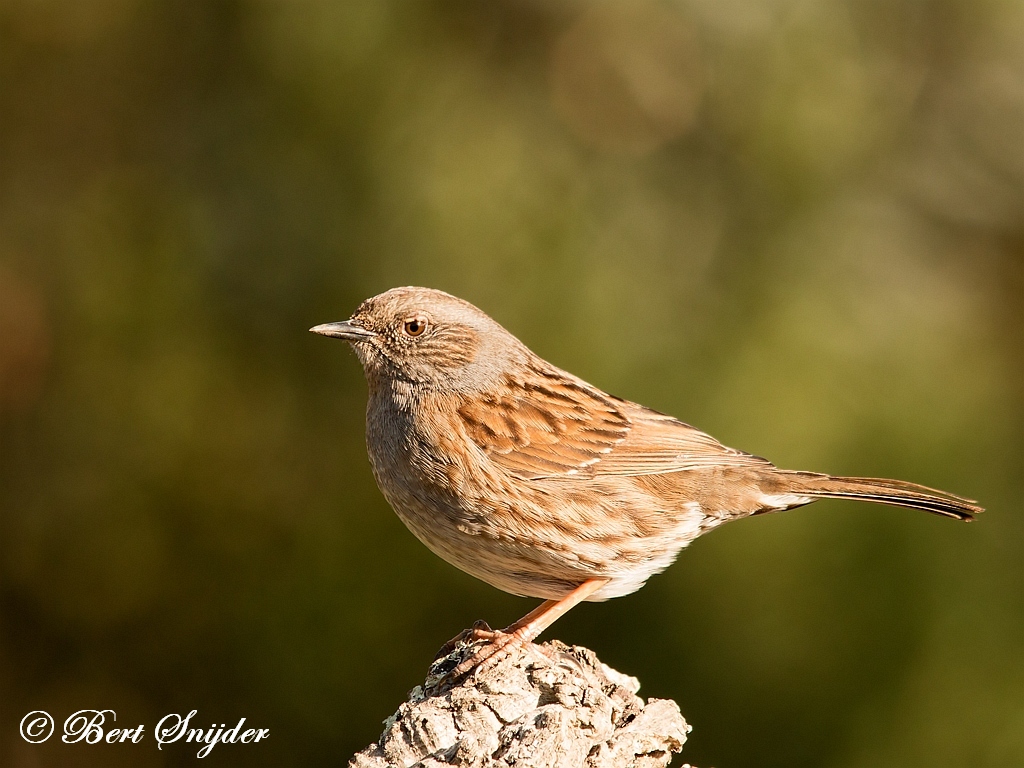 Dunnock Birding Portugal