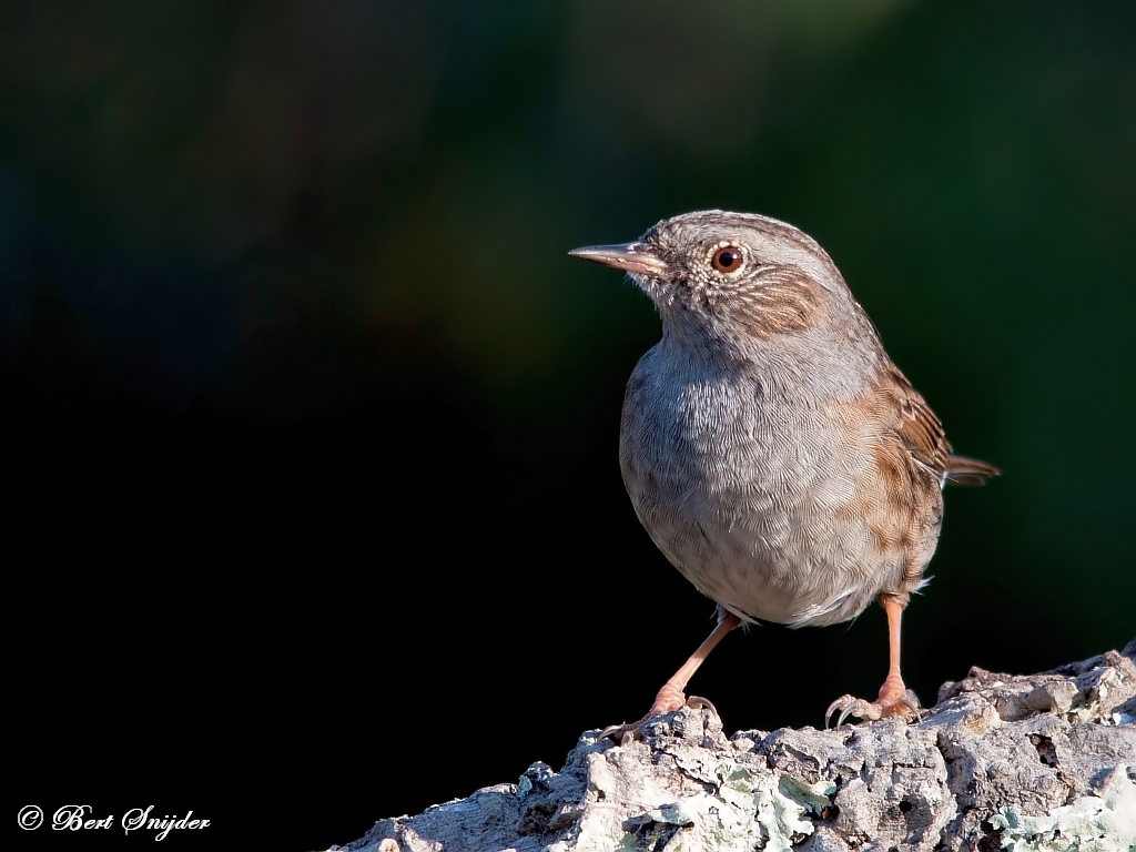 Dunnock Birding Portugal