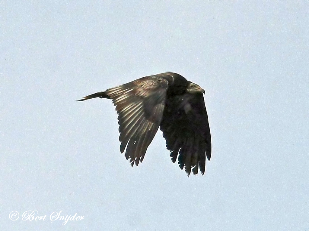 Egyptian Vulture Birding Portugal