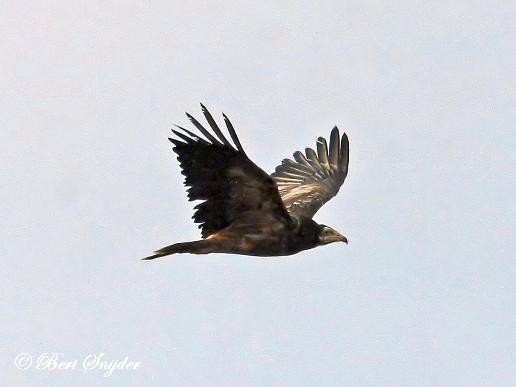 Egyptian Vulture Birding Portugal