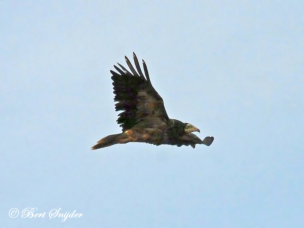 Egyptian Vulture Birding Portugal