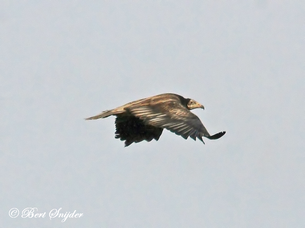 Egyptian Vulture Birding Portugal