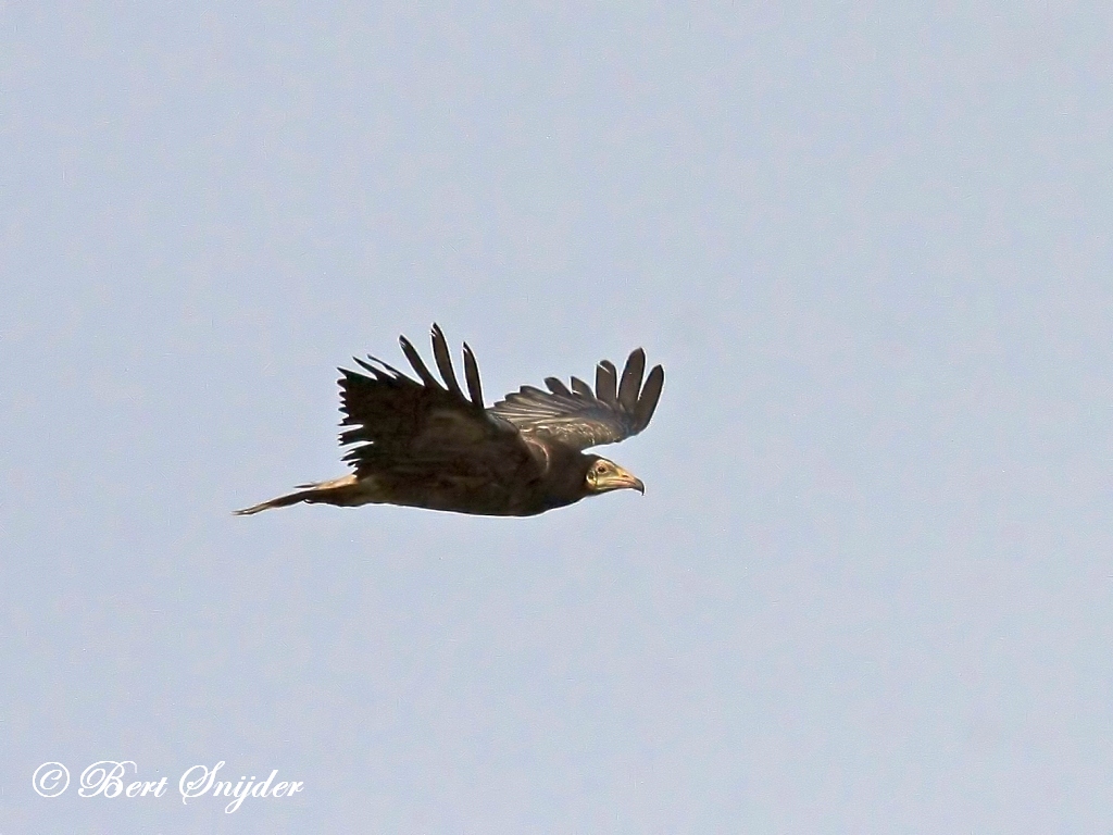 Egyptian Vulture Birding Portugal