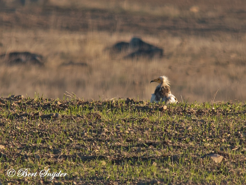 Egyptian Vulture Birding Portugal