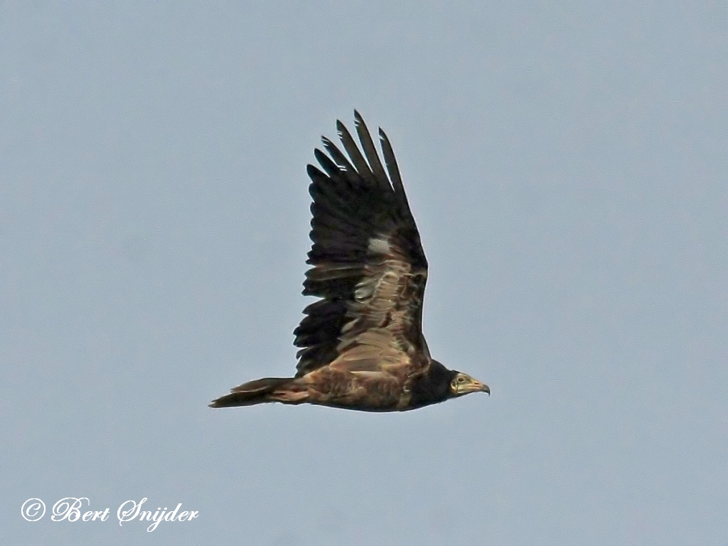 Egyptian Vulture Birding Portugal