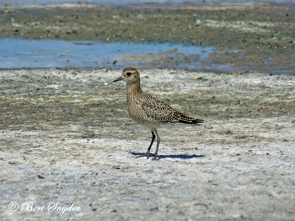 European Golden Plover Birding Portugal