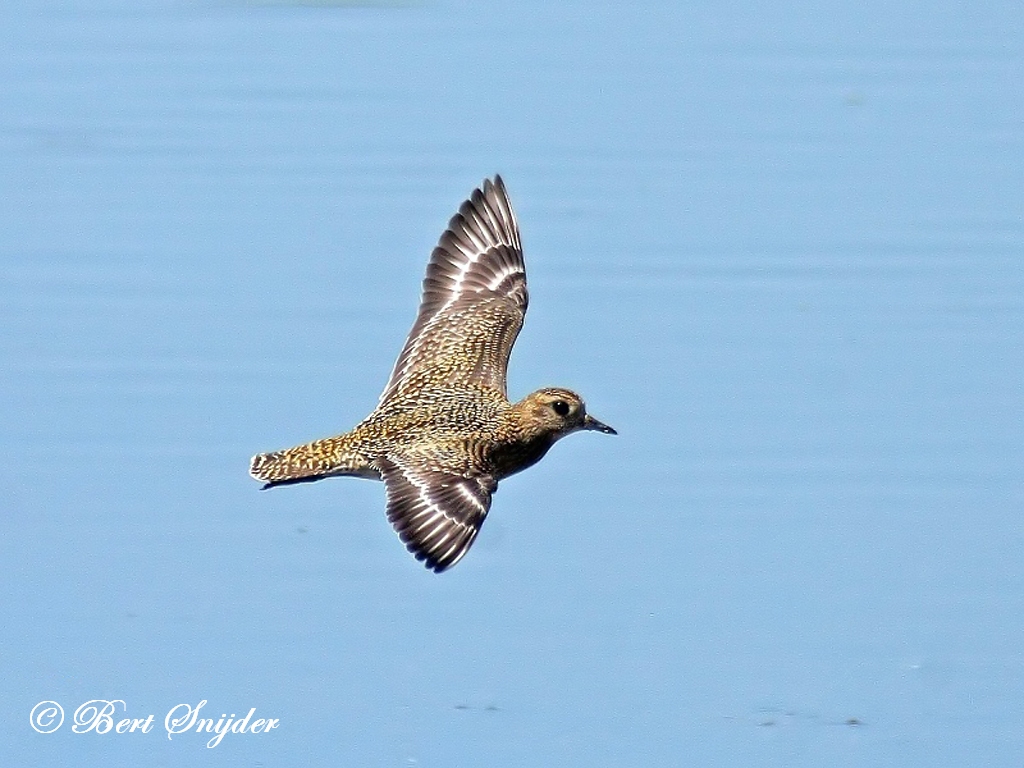 European Golden Plover Birding Portugal