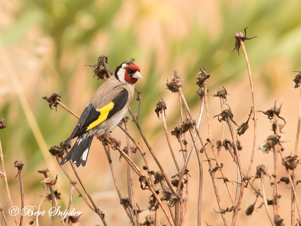 European Goldfinch Birding Portugal