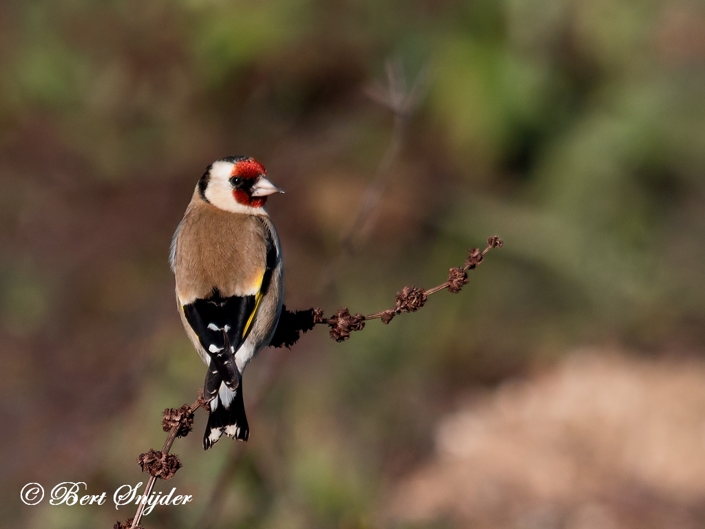 European Goldfinch Birding Portugal