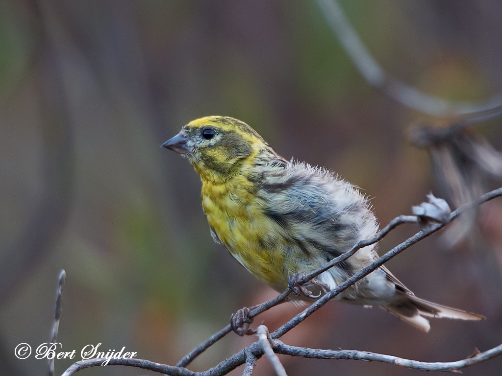 European Serin Bird Hide BSP1 Portugal