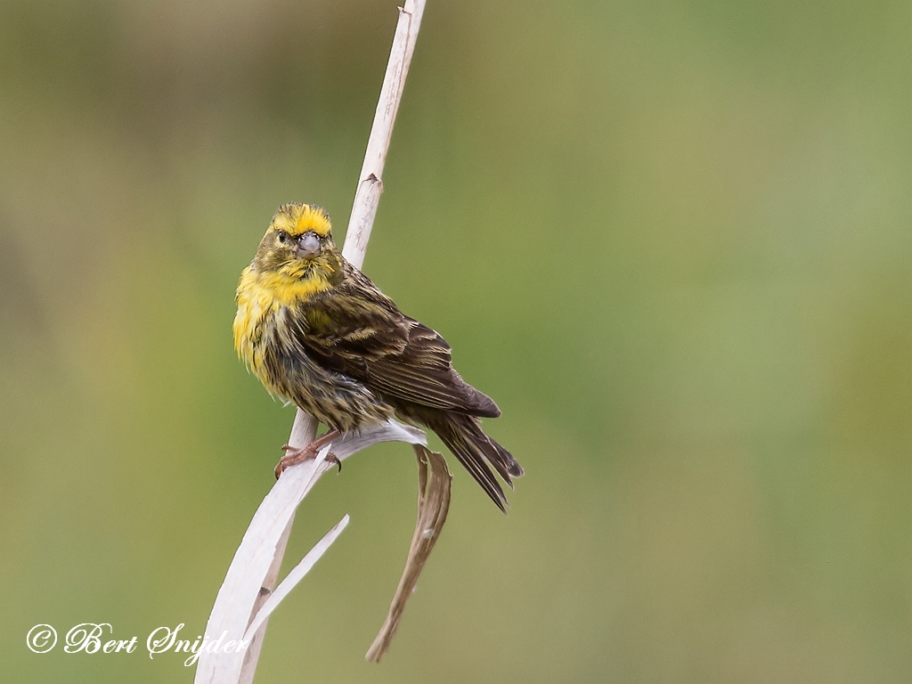 European Serin