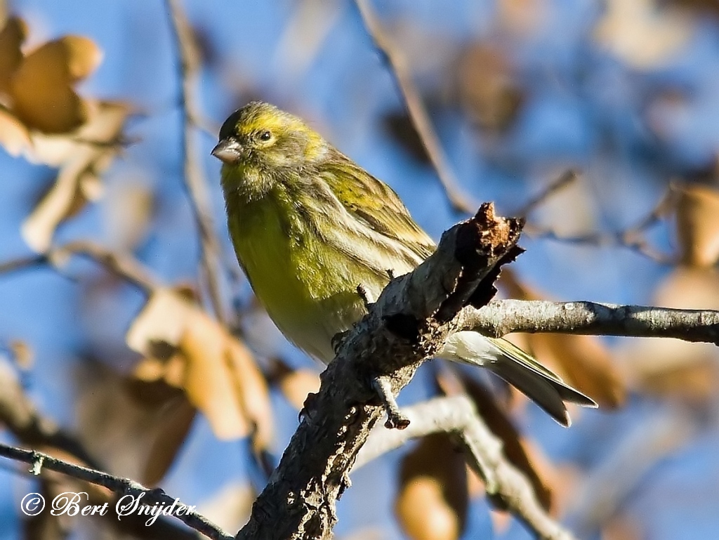 European Serin Bird Hide BSP1 Portugal