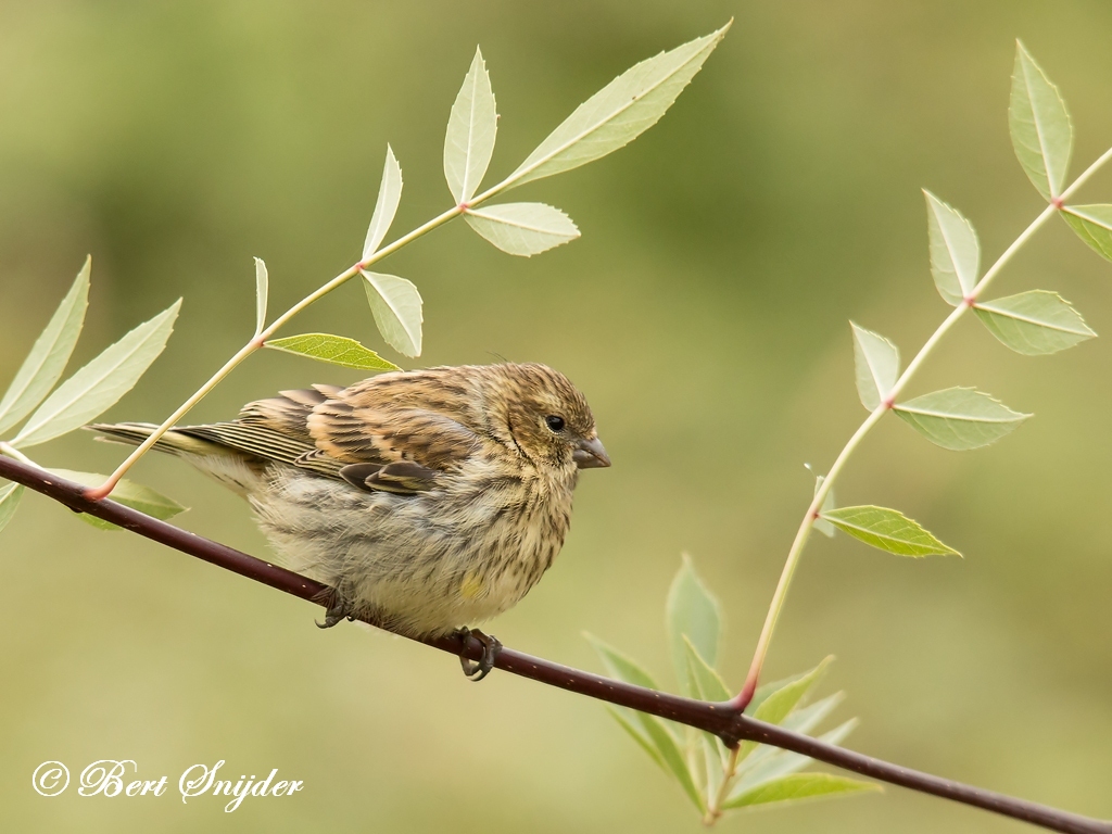 European Serin Bird Hide BSP1 Portugal