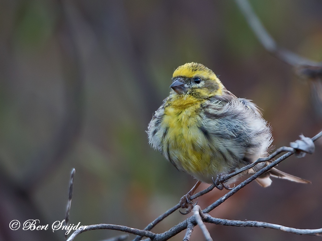 European Serin Bird Hide BSP1 Portugal