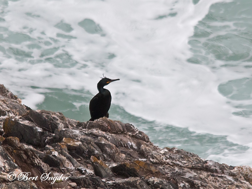 European Shag Birding Portugal