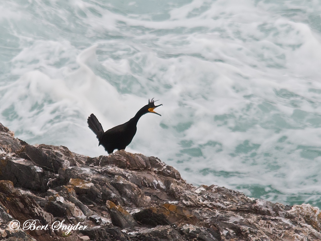 European Shag Birding Portugal