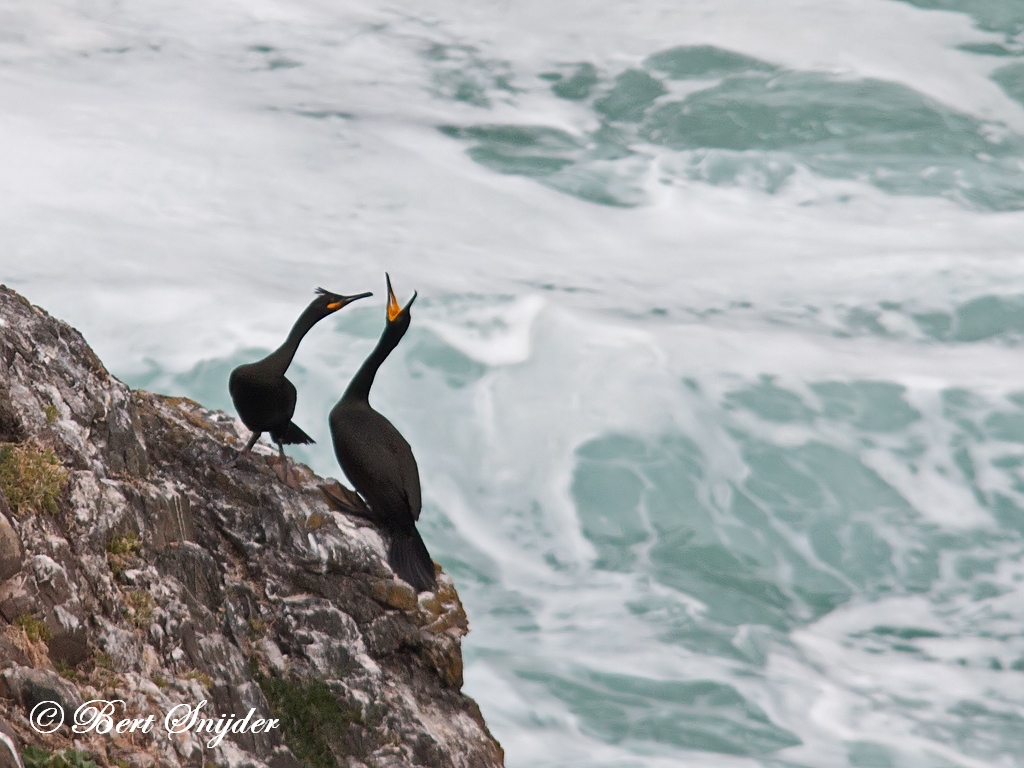 European Shag Birding Portugal