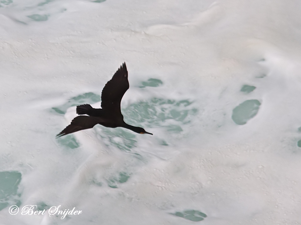 European Shag Birding Portugal