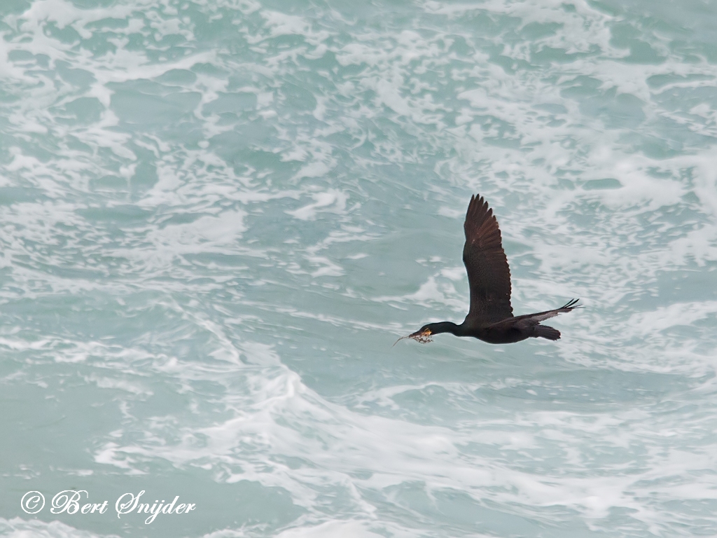 European Shag Birding Portugal