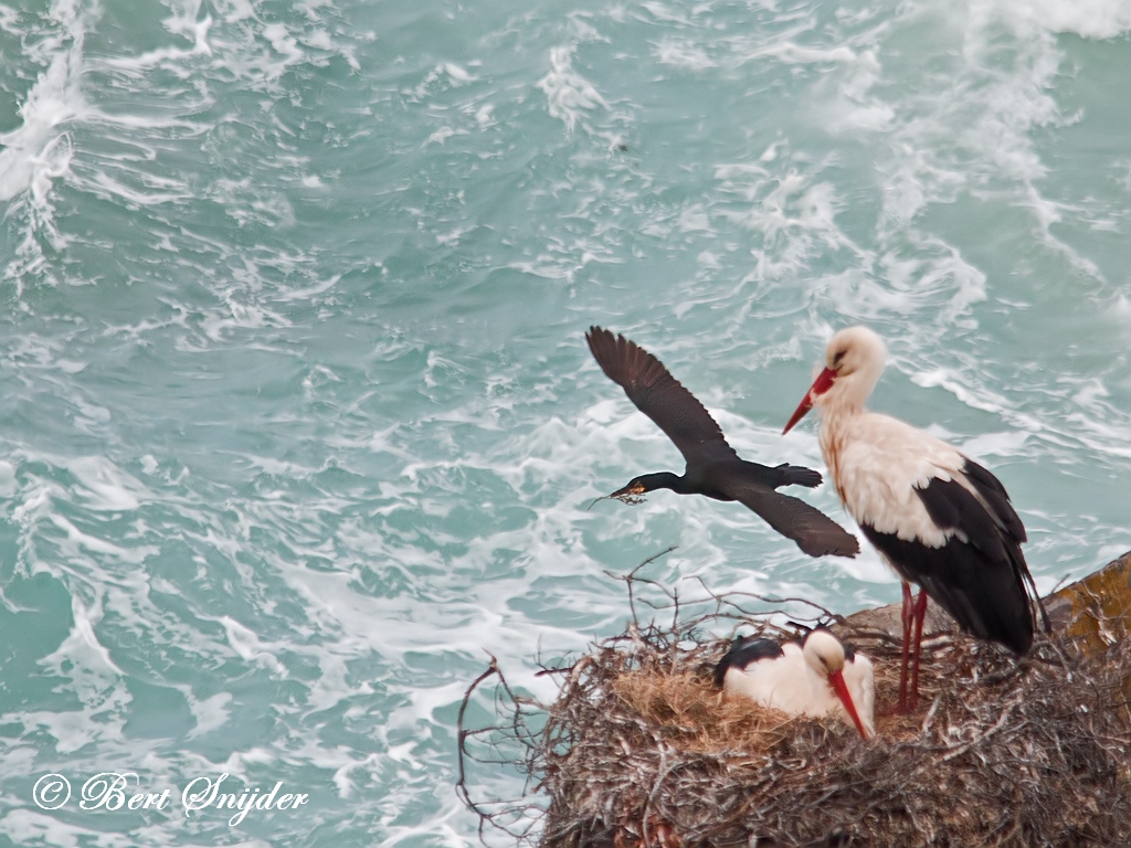 European Shag Birding Portugal