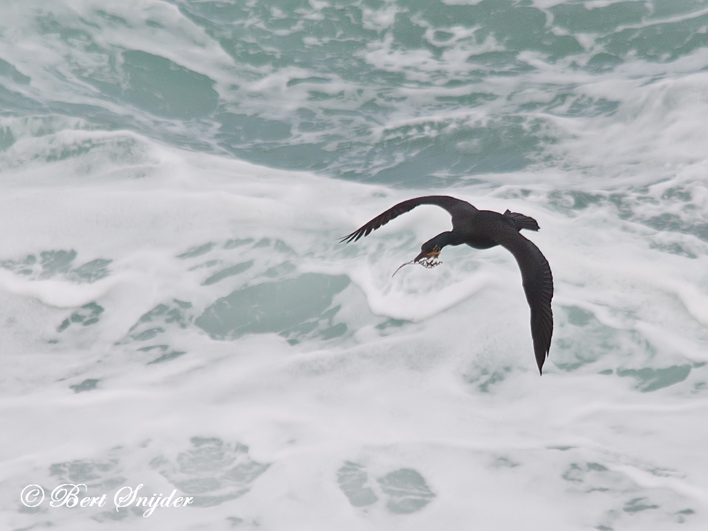 European Shag Birding Portugal