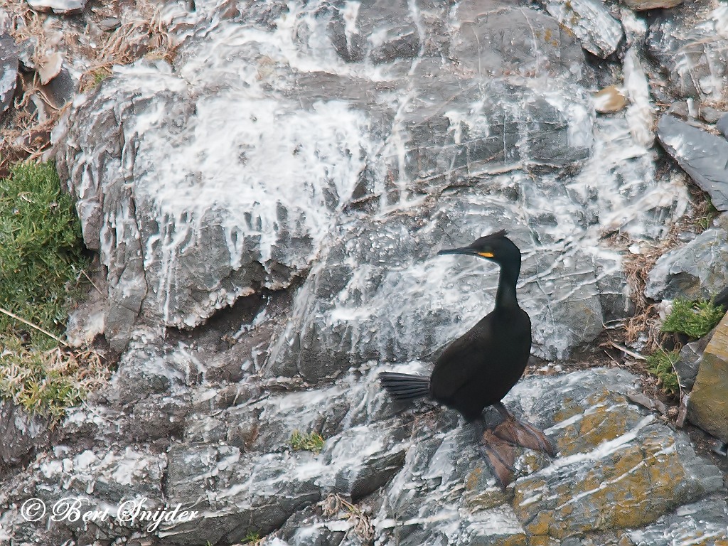 European Shag Birding Portugal