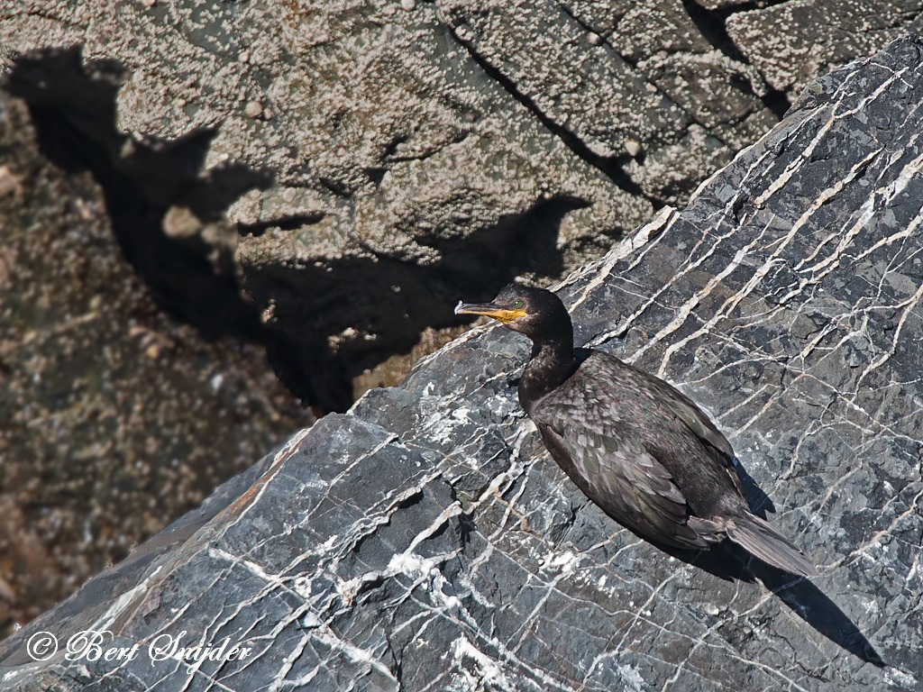 European Shag Birding Portugal