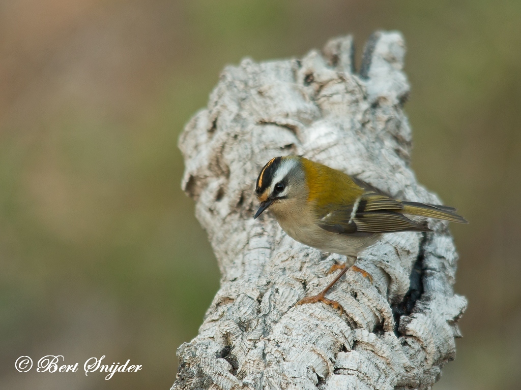 Firecrest Birding Portugal