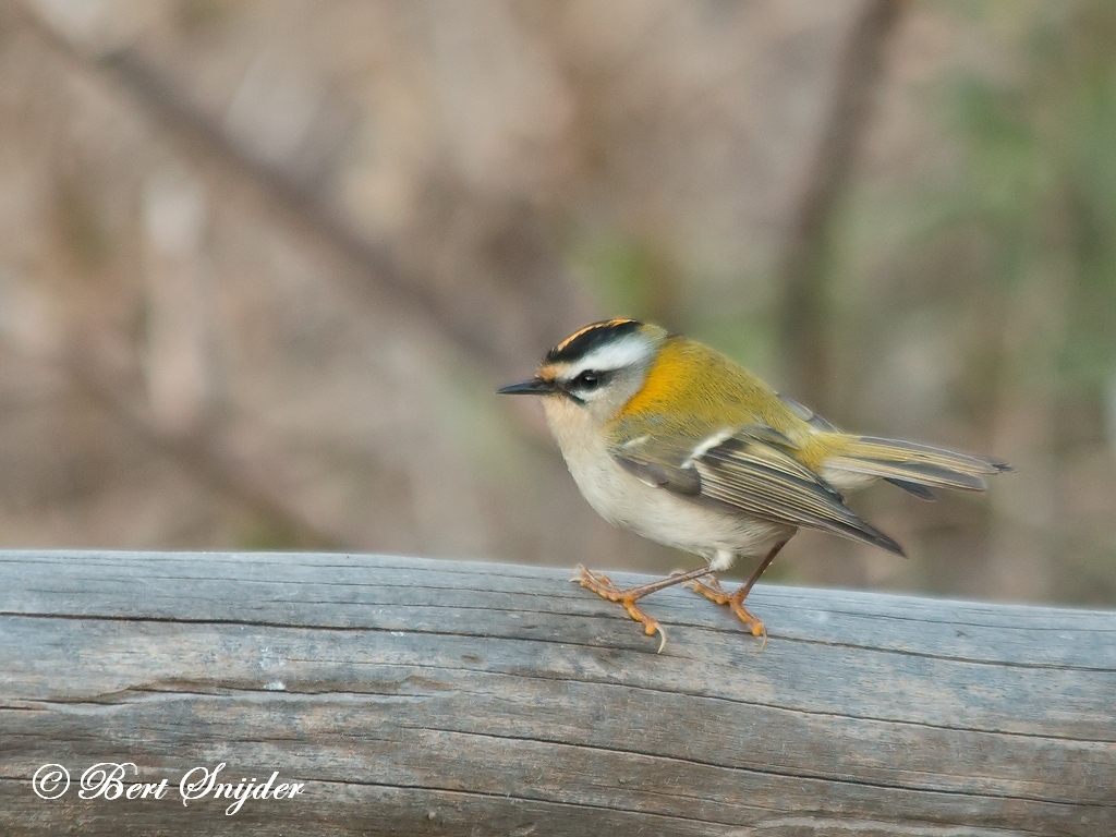 Firecrest Birding Portugal