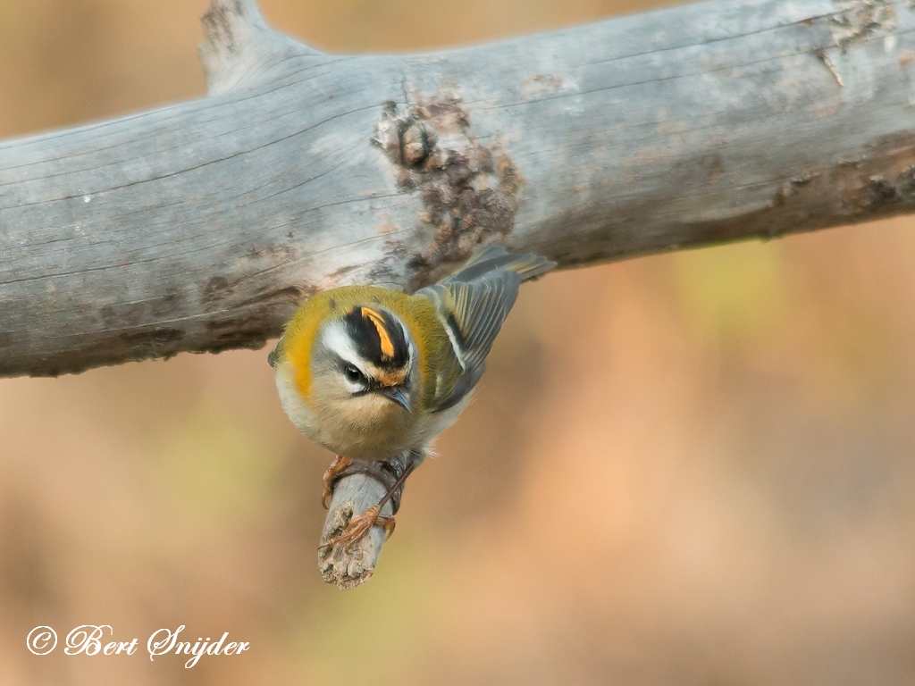 Firecrest Birding Portugal