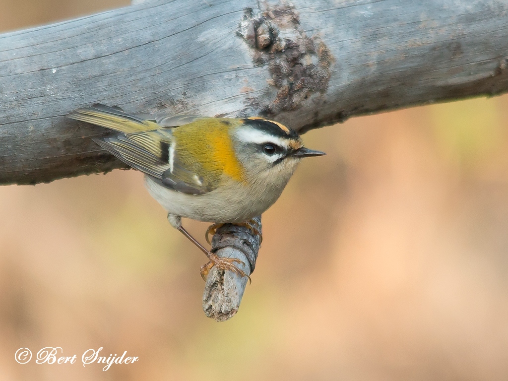 Firecrest Birding Portugal