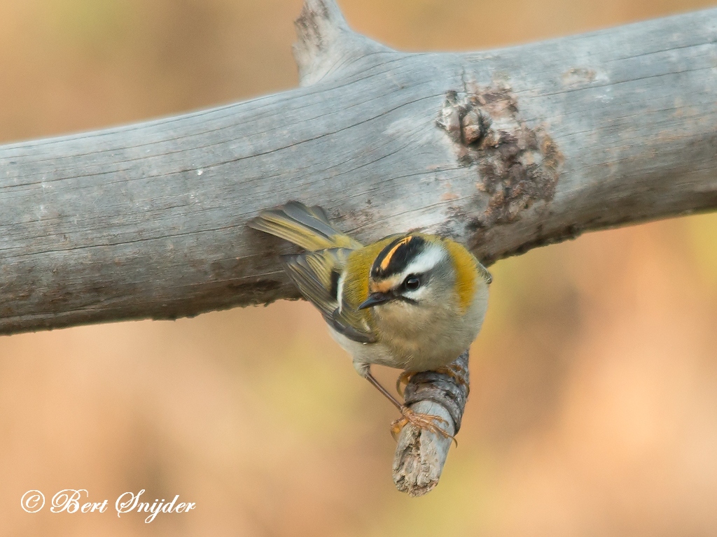 Firecrest Birding Portugal