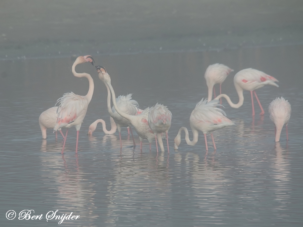 Flamingo Birding Portugal