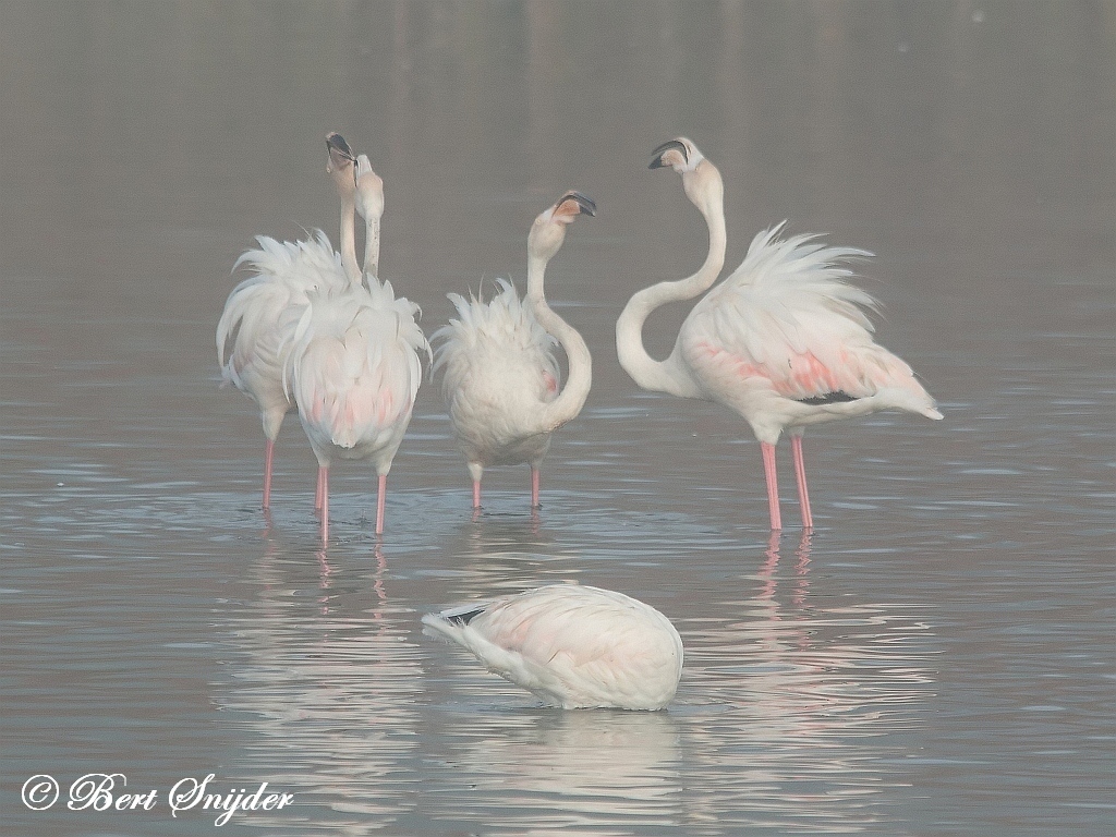 Flamingo Birding Portugal