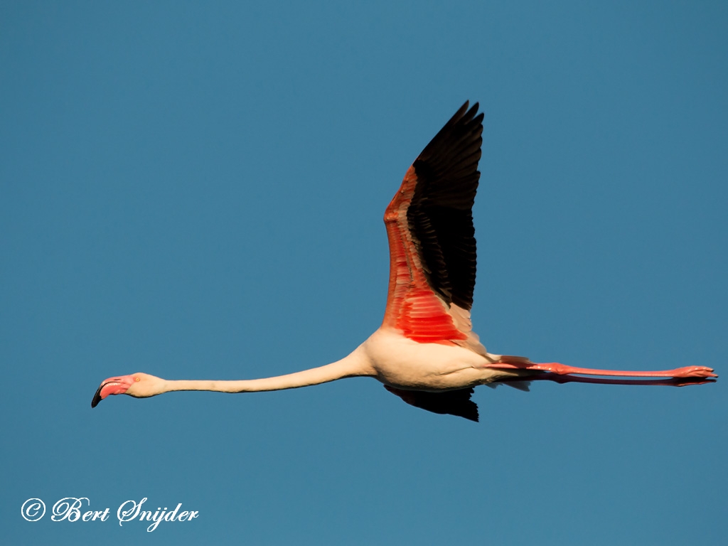 Flamingo Birding Portugal