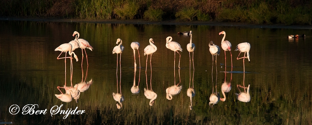 Flamingo Birding Portugal