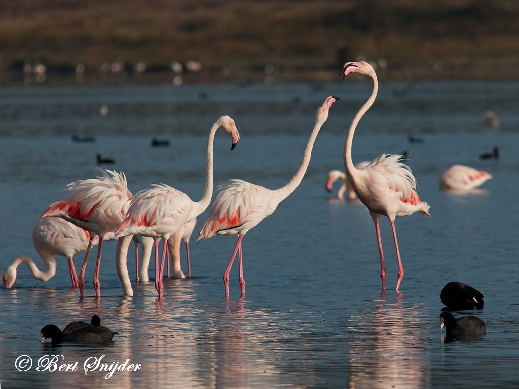 Flamingo Birding Portugal