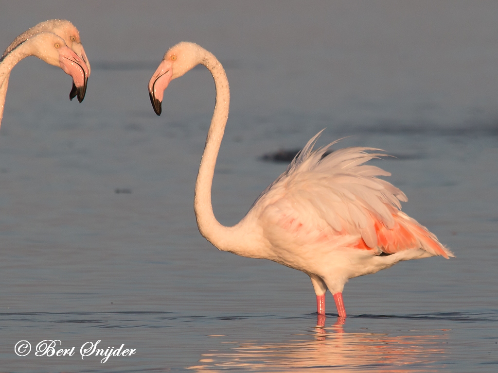 Flamingo Birding Portugal