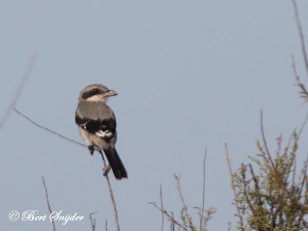 Iberian Grey Shrike Bird Hide BSP3 Portugal