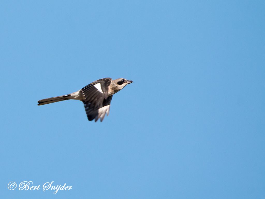 Iberian Grey Shrike Bird Hide BSP3 Portugal