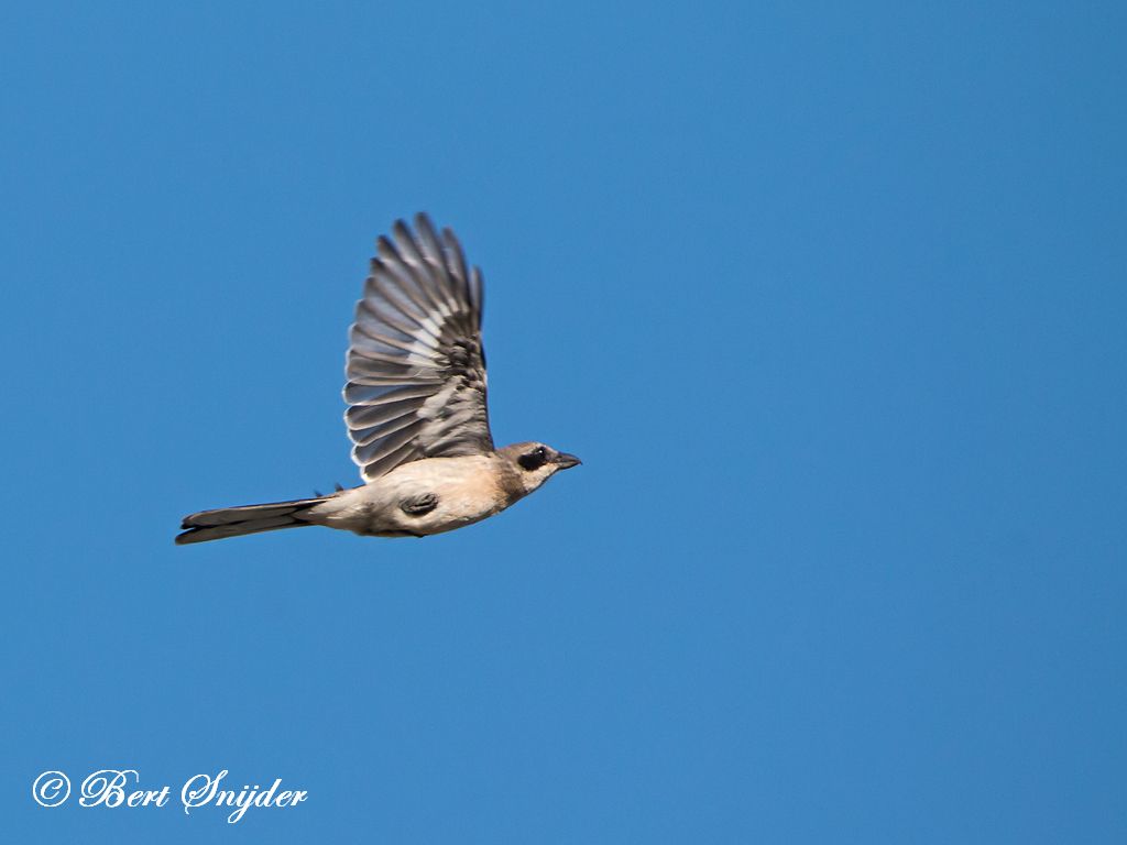 Iberian Grey Shrike Bird Hide BSP3 Portugal