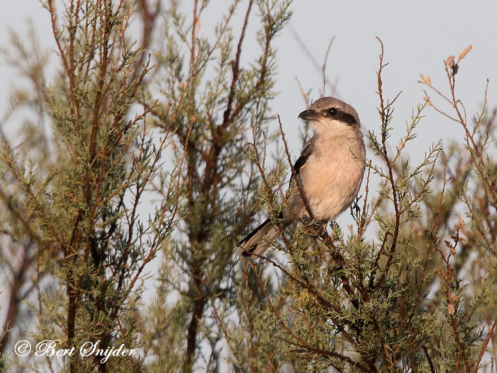 Iberian Grey Shrike Bird Hide BSP3 Portugal