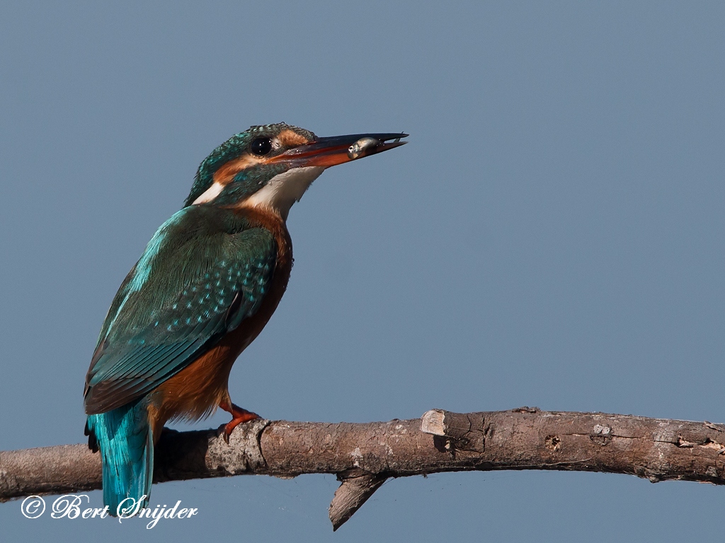 Kingfisher Bird Hide BSP3 Portugal