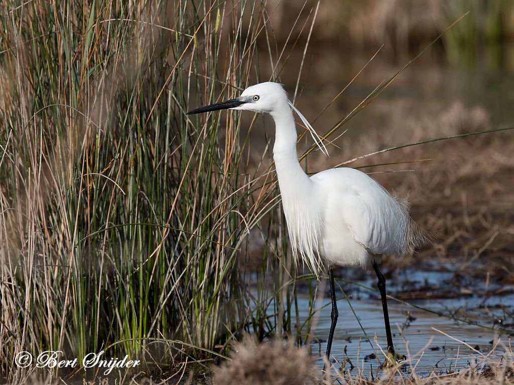 Little Egret Birding Portugal