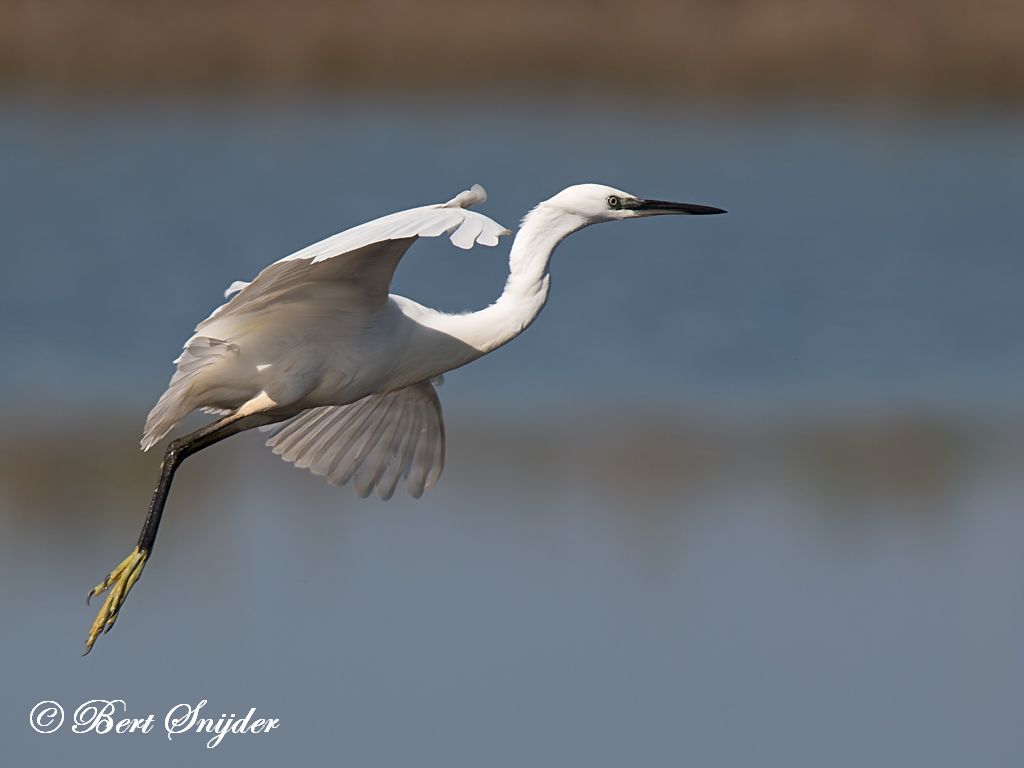 Little Egret Birding Portugal