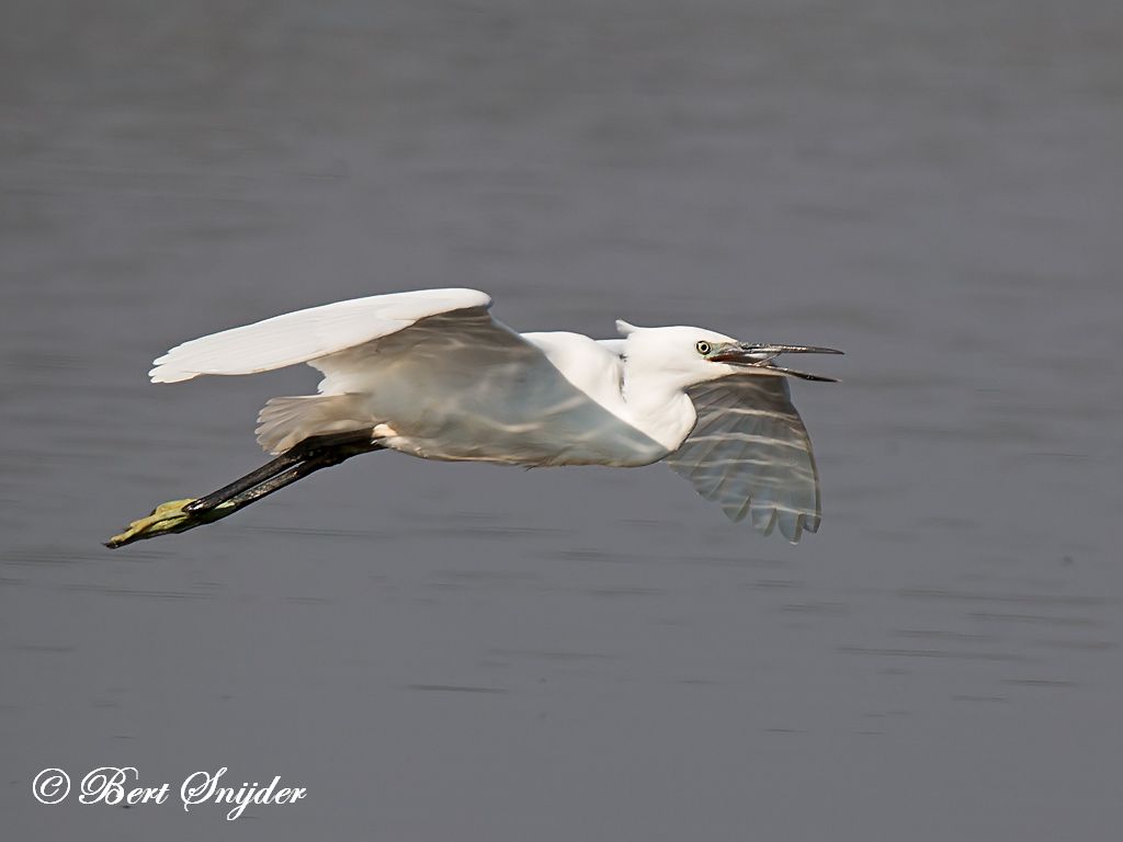 Little Egret Birding Portugal